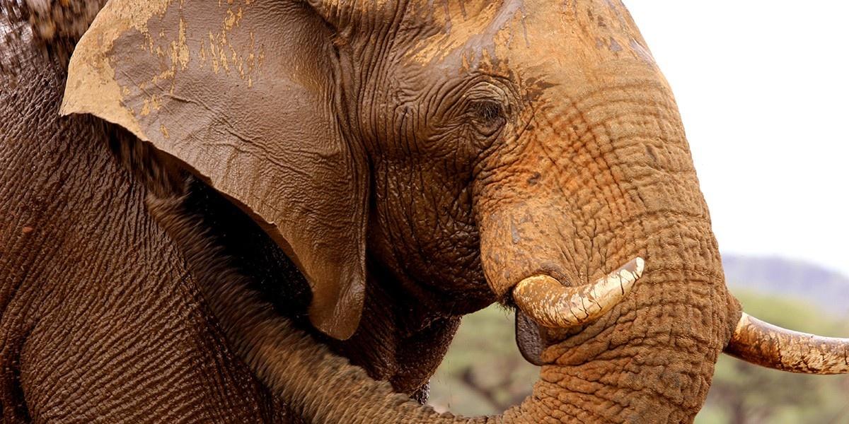 2020B-031-Namibia-Elephant-Dave-Cole-1